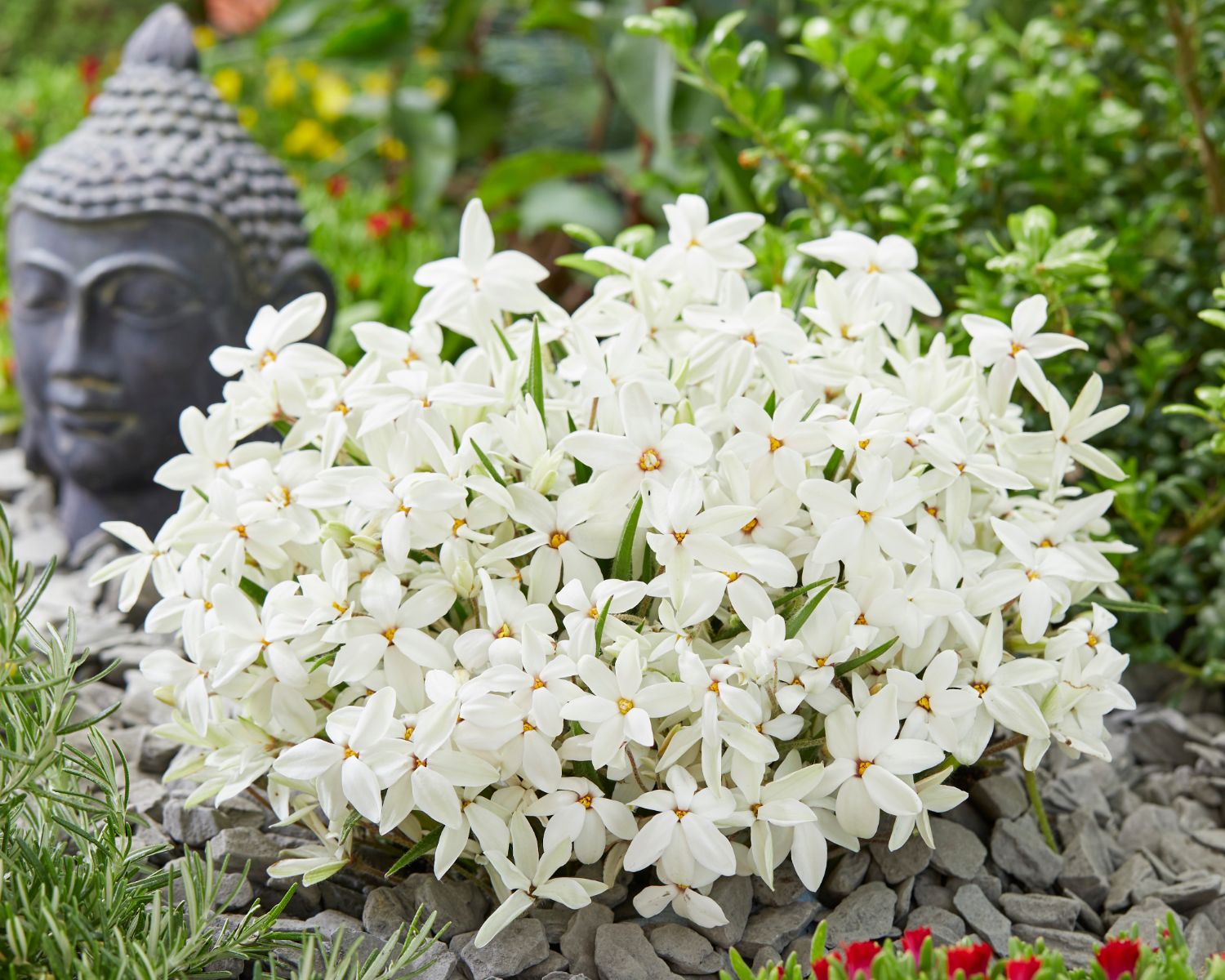 Inspiration Plantipp